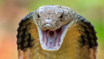 13 of the most venomous snakes on the planet