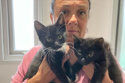 Kittens found abandoned in ‘tied up plastic bag’ on Cornwall beach