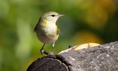 Rare birds at risk as narco-gangs move into forests to evade capture – report