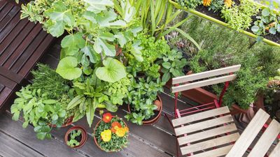How to garden on a south-facing balcony – 3 ways to create a container garden for direct sun
