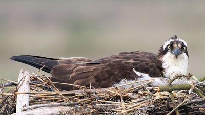 Stop what you're doing and enjoy this live feed of adorable nesting Ospreys