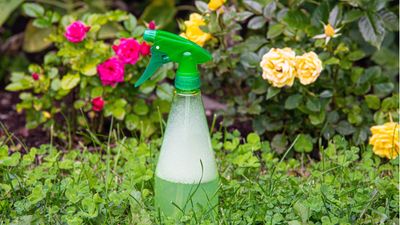 Homemade bug sprays – 8 mixtures to defend your plants from pests