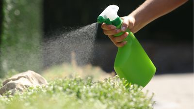 Homemade bug spray – 9 mixtures to keep your plants pest-free