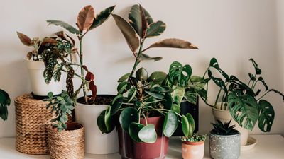 This coffee ground trick has kept my houseplants healthy for years