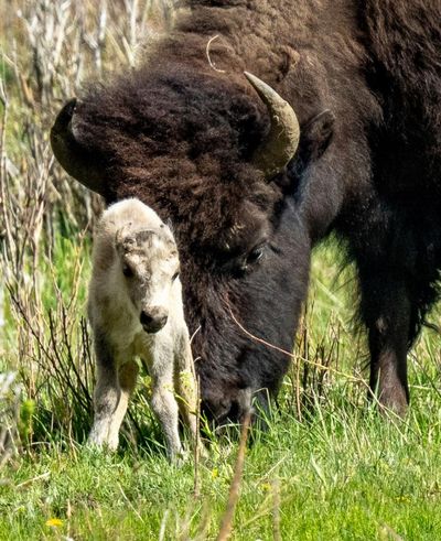 Rare white buffalo born at Yellowstone prompts Lakota Sioux celebration