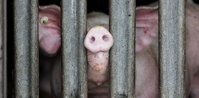 African swine fever: are there better ways to manage the disease than Italy’s mass pig culls?