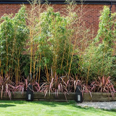 What to do if you have invasive bamboo - How to spot the signs, who to contact, and how to minimise expensive structural damage