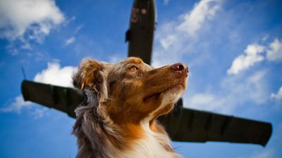 New luxury airline for dogs faces lawsuit shortly after its first flight