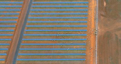 Farmers who graze sheep under solar panels say it improves productivity. So why don’t we do it more?