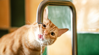 Vet reveals 8 reasons why your cat’s not drinking (and what to do about it)