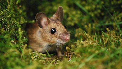 The best 5 ways to repel mice from a house — pest pros swear by these tips