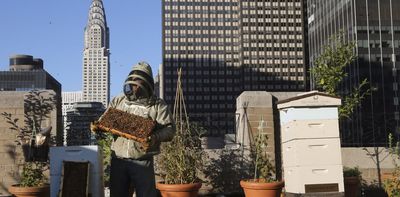 How the health of honeybee hives can inform environmental policies in Canadian cities