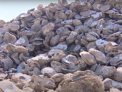 $5m worth of oysters wiped out after fresh rainwater overwhelms their Texas home