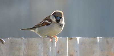 How a little brown bird could sound the alarm on lead poisoning in Australian children