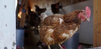 An ounce of prevention: Now is the time to take action on H5N1 avian flu, because the stakes are enormous