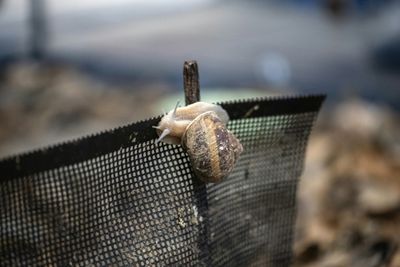 Japan's Escargot Entrepreneur Achieves The 'Impossible'