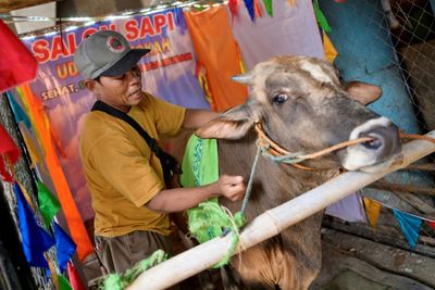 Moo-sage: Indonesia Salon Gets Cows In Shape For Eid Sacrifice