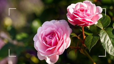 5 easy ways to keep your roses blooming all summer – using Epson Salts and old newspaper