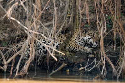 Monkeys and snakes unable to escape as raging wildfires scorch wetlands in Brazil