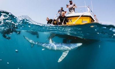 ‘They’re not like puppy dogs. They should be respected’: how to swim with sharks in British waters