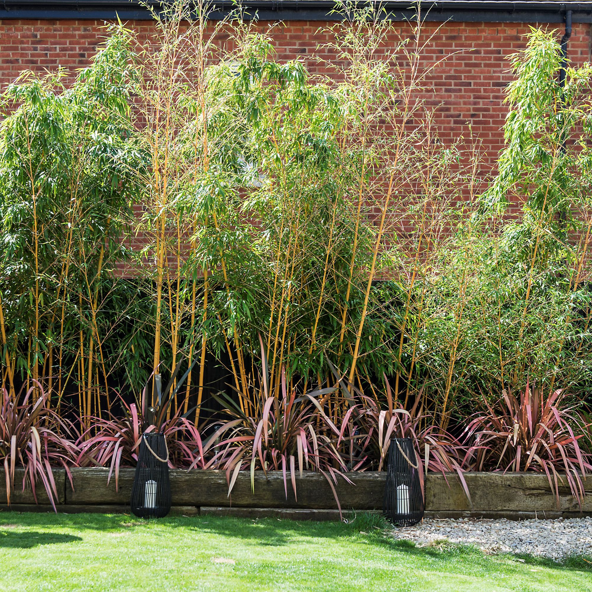 How to stop bamboo from spreading experts say it all…