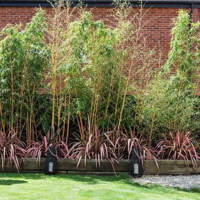 How to stop bamboo from spreading - experts say it all starts with knowing the difference between the two different varieties