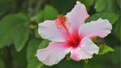 How to fertilize hibiscus – plus expert tips on when to do it for abundant blooms