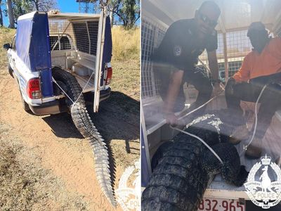 Australian villagers kill and eat giant crocodile which hunted their pets