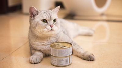 Does cat food expire? Keeping your cat’s food fresh