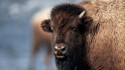 Camera-happy hikers show you how not to photograph bison at Yellowstone