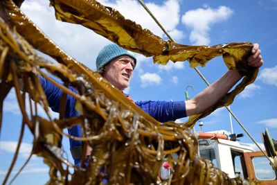 Kelp help? How Scotland’s seaweed growers are aiming to revolutionise what we buy