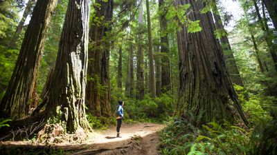 Phytoncides: the hidden power of plants and how hiking heals