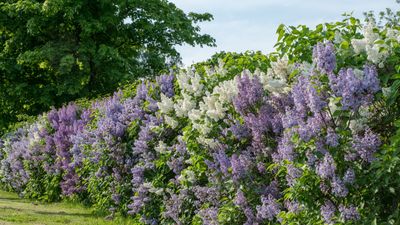 When and how to fertilize lilacs – for healthy flowering shrubs