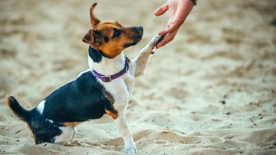 Trainer explains why you don’t always need to correct your dog for making a mistake (and what to do instead)