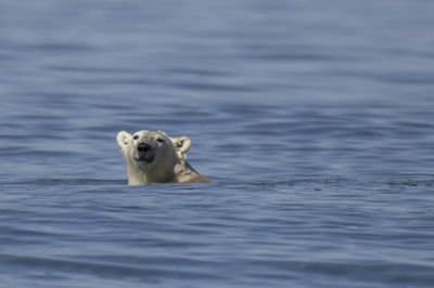 Polar Bears Could Vanish From Canada's Hudson Bay If Temperatures Rise 2C