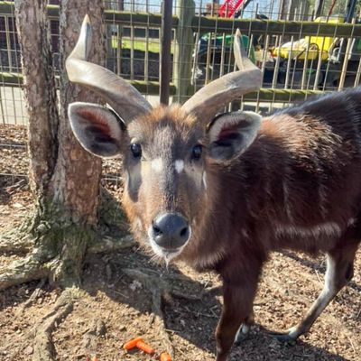 Rare antelope chokes to death on plastic cap at Tennessee zoo