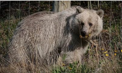 Famous white grizzly bear dies after tragic chain of events