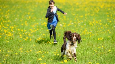How do I stop my dog running off? A behaviorist shares her secret
