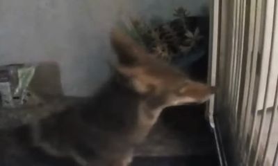 Watch: Coyote rams into baby gate in attempt to snatch cat
