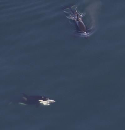 Whale Researchers Spot Rare Species In New England Waters
