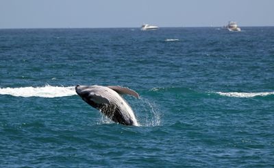 Gray Whales Shrinking Fast As Climate Warms