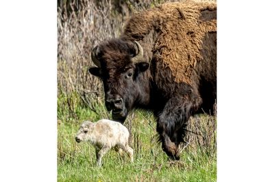 What could make a baby bison white?