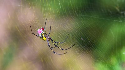 How to repel Joro spiders from your yard – expert methods to keep these creepy crawlies away