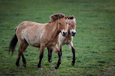 Wild Przewalski’s horses return to Kazakhstan after 200 years