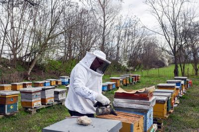 North Macedonia's Beekeepers Face Climate Change Challenge