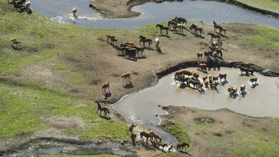 Bid to stop shooting horses from helicopters dismissed