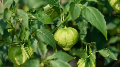 How to grow tomatillos from seed to harvest – for a bumper crop of tart fruits