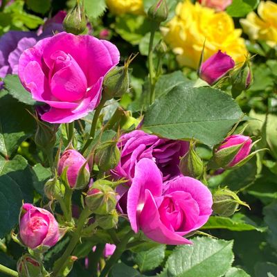 Experts say these are the most common rose problems and diseases - and reveal how to fix them