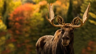 Wyoming hiker learns the hard way not to mess with the moose