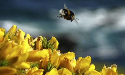 Wildlife experts urge action on pesticides as UK insect populations plummet